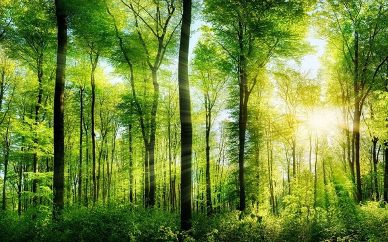 Создать мем: красивый лес, лучи солнца в лесу, природа лес