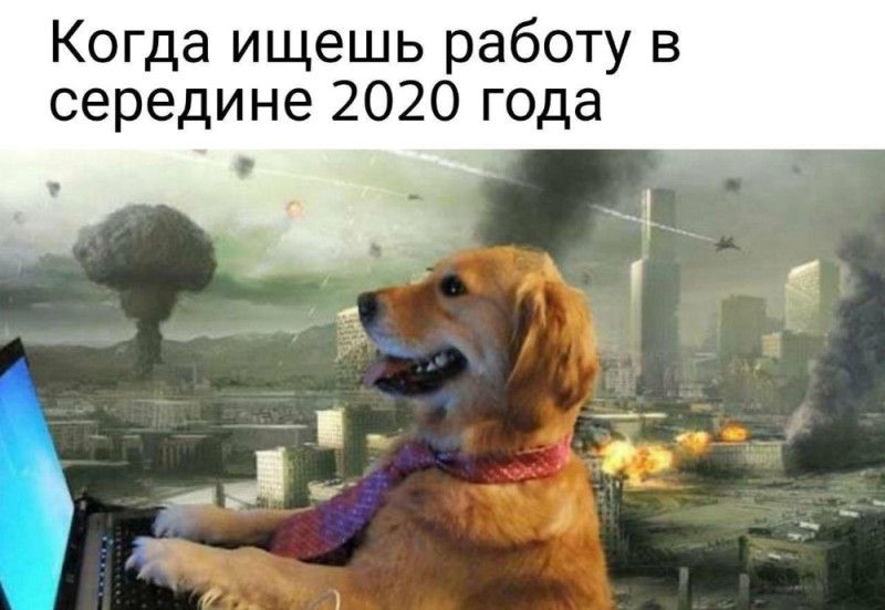 Создать мем: мем с собакой, собака смешная, пандемия мем