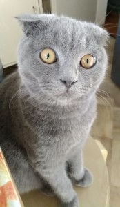 Создать мем: шотландский вислоухий кот серый, британский кот вислоухий серый, кошка британская вислоухая