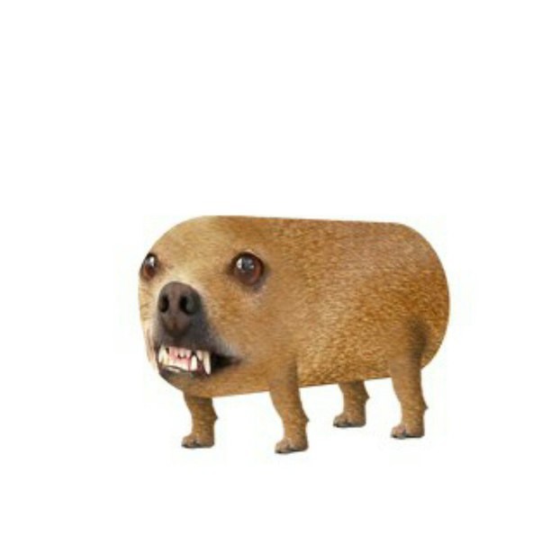 Create meme: pig , animals funny , dog meme