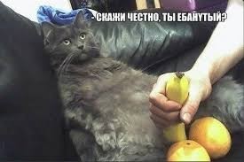 Create meme: Smart serious business cat, fuck cat, cat with balls funny picture