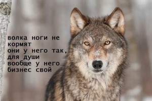 Create meme: funny wolf, proud wolf meme, wolf