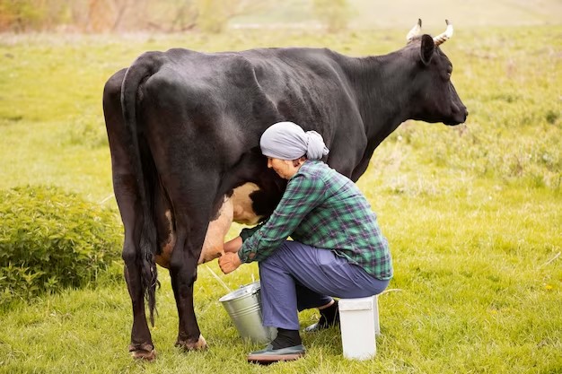 Create meme: cow's milk, milking cows, a woman milks a cow