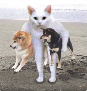 Создать мем: акита ину, кот и собаки банда, порода сиба ину