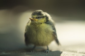 Create meme: blue tit, chickadee, bird