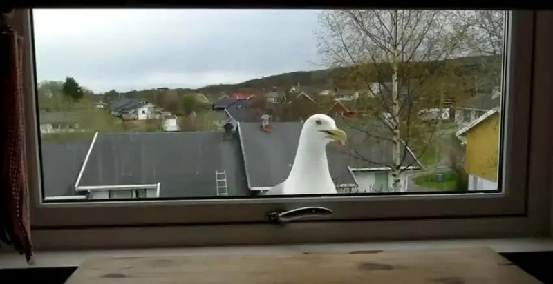 Create meme: Birds on the windows, Outside the windows, A seagull was tapping on the window with its beak