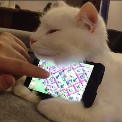 Create meme: a cat with a mobile phone, the cat is holding the phone, the cat is holding the phone