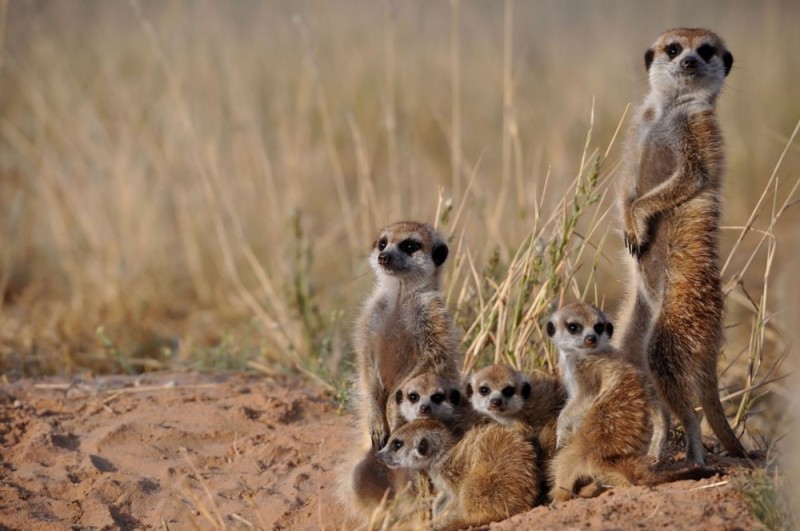 Create meme: meerkat or suricate, meerkats family, meerkats 