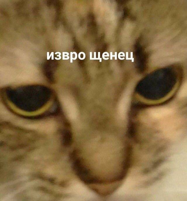 Создать мем: мемы мемы, кошка, мемный кот