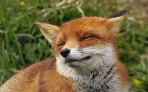 Create meme: Fox, the Palace of the Fox, fox stevenson