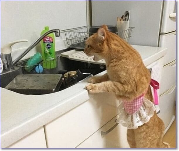 Create meme: cat , cat in the kitchen, The cat cooks