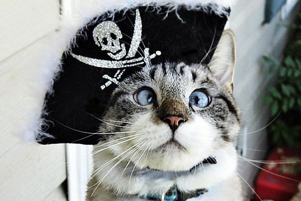 Создать мем: кот в короне, косоглазый кот пират, кот капитан