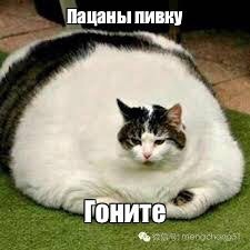 Create meme: fat cat , fat cat , funny fat cat