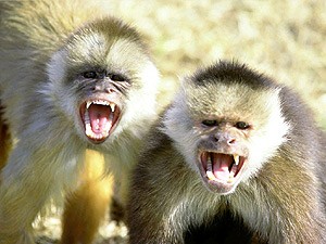 Create meme: monkeys, maymunlar, animals