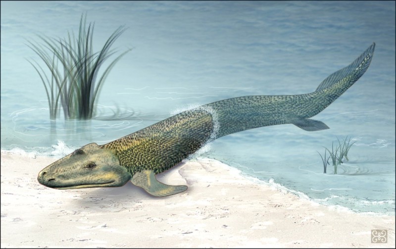 Create meme: tiktaalik roseae, Devonian period, tiktaalik