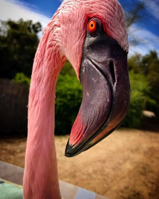 Create meme: flamingo beak, Flamingo bird, flamingo pink