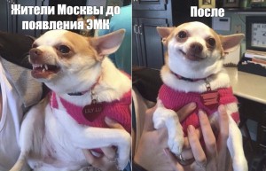 Создать мем: чихуахуа мемы, собака чихуахуа, злая чихуахуа