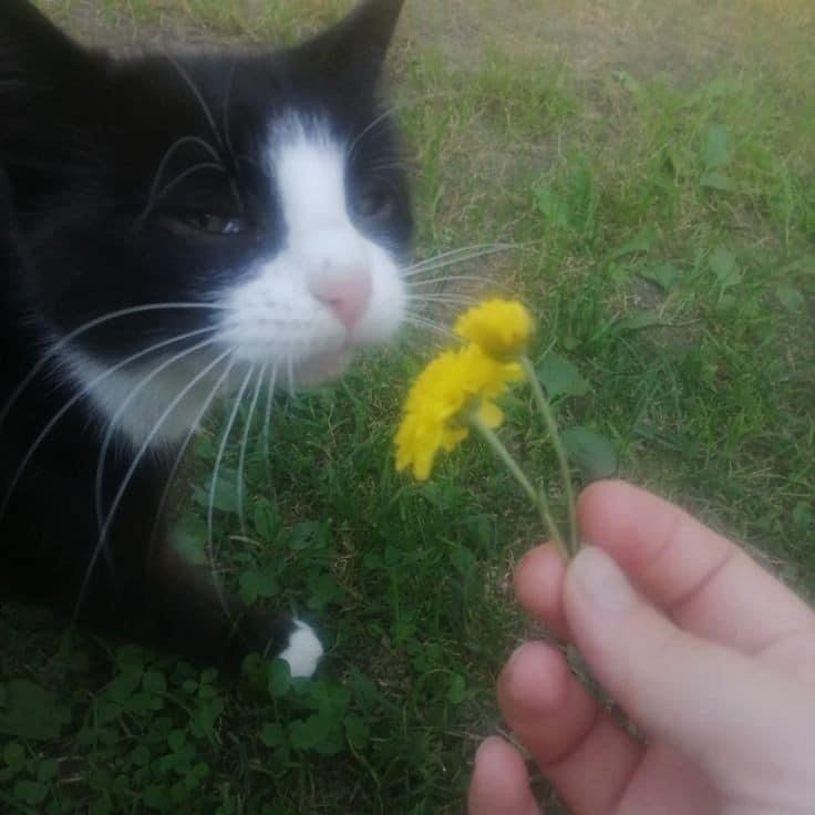 Create meme: a cat in dandelions, The cat sniffs the flowers, animals cats 