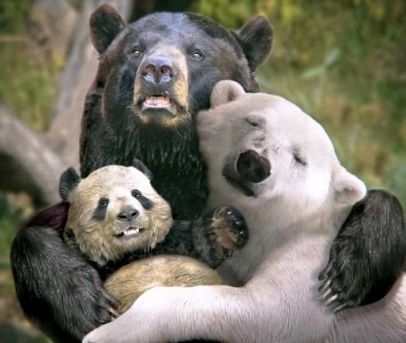 Создать мем: гризли и бурый медведь, белый и бурый медведь, гризли панда и белый медведь