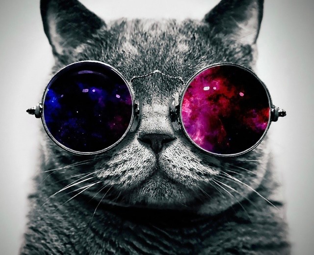 Create meme: cool cats , the cat with dark glasses