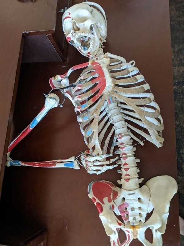 Создать мем: модель скелета человека, настоящий скелет, человеческий скелет