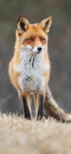 Создать мем: лисица обыкновенная, лиса краса, рыжая лиса