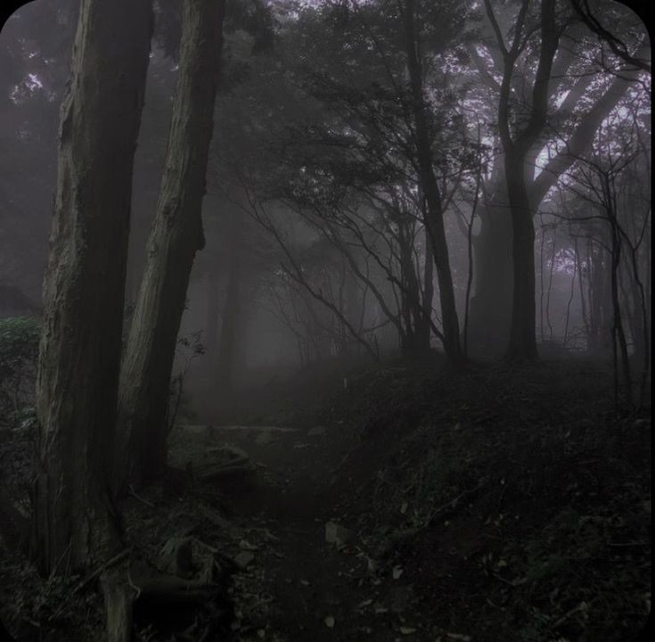 Создать мем: лес туманный, мрачная природа эстетика, темный туманный лес