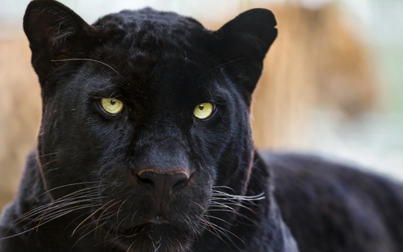 Create meme: black panther jaguar, Panther , cougar jaguar panther