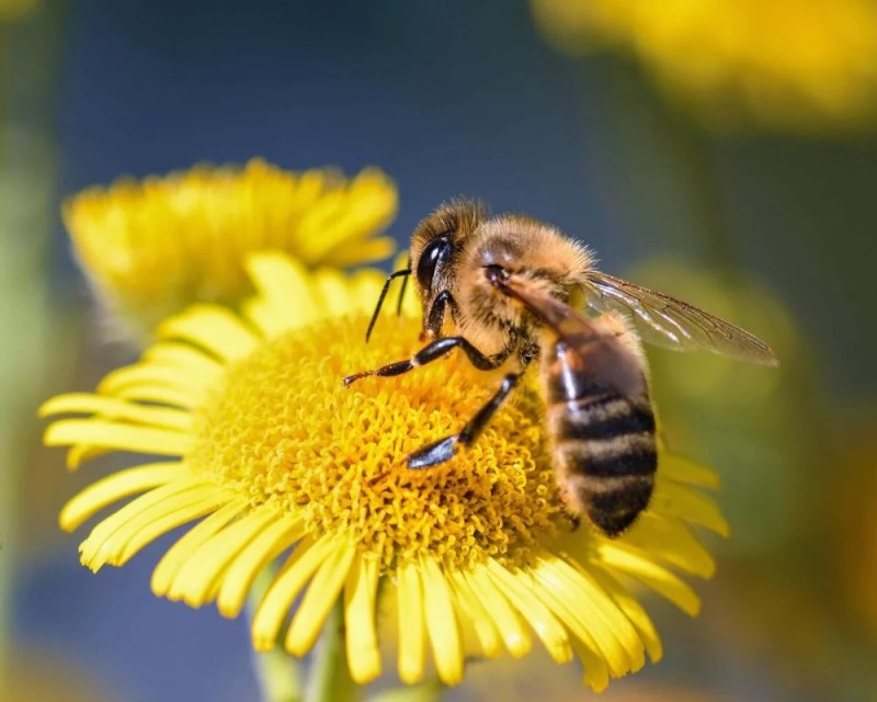 Создать мем: пчела собирает нектар, пчела большая, медовая пчела