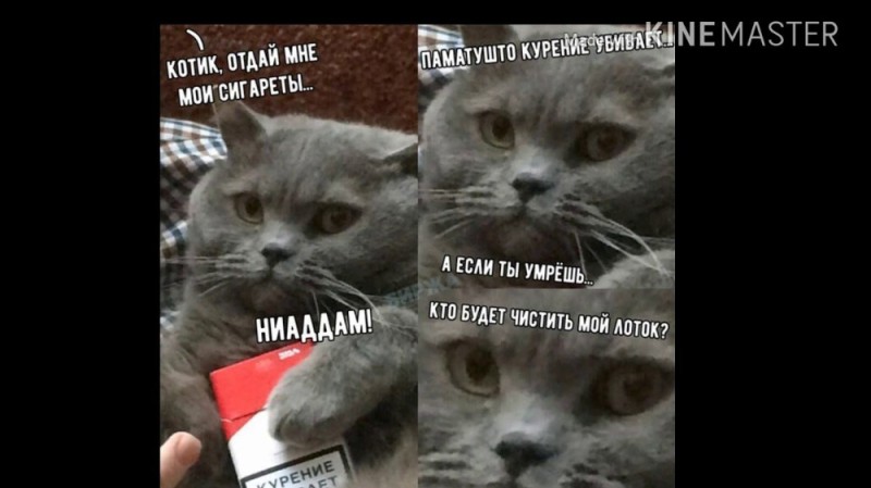 Создать мем: грустные котики мемы, мемы, мемы с котами