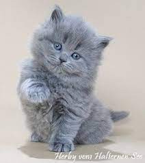 Create meme: kittens British, British longhair cat blue