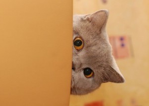 Create meme: cat, peeking from the corner, cat peeking from the corner