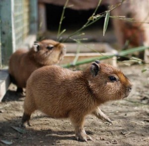 Создать мем: capybara, обыкновенный капибара, грызун капибара