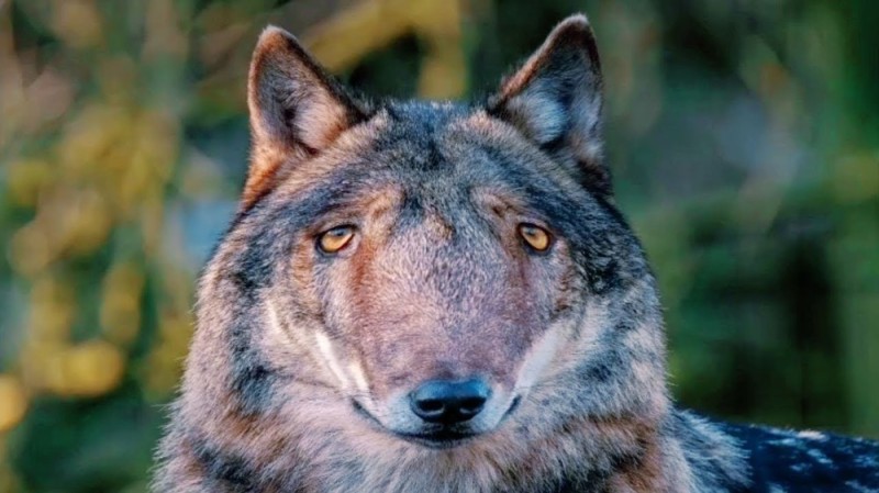 Создать мем: серый волк, волк аууф, волк дикий