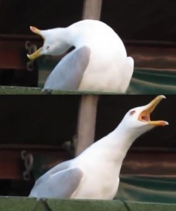 Создать мем: кричащая чайка, смеющаяся чайка, орущая чайка мем оригинал