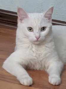 Создать мем: порода турецкая ангора, ангора кошка, белая кошка