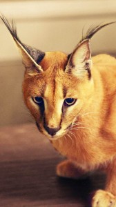 Create meme: Caracal