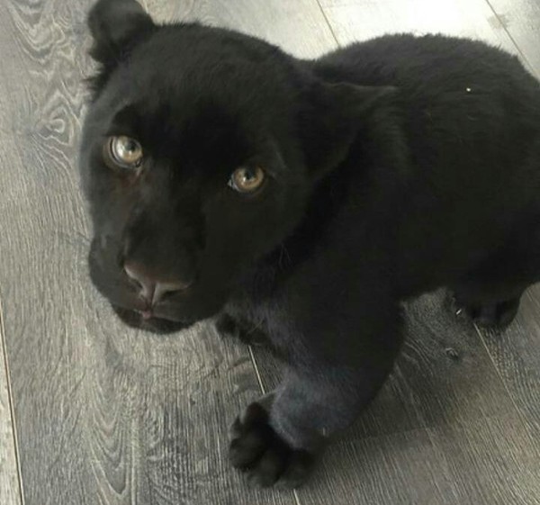 Create meme: Panther cub, Panther , Panther animal