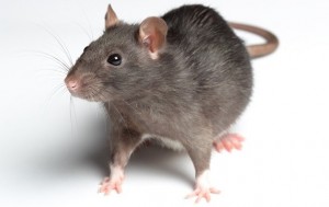 Create meme: rat mole mouse, grey rat on a white background, rat