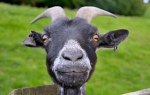 Create meme: funny goat, goat face, goat