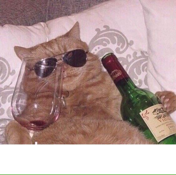 Создать мем: кот с бутылкой мем, кошка с вином, смешные животные