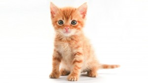 Create meme: kitty smiles, cute cat, red cat