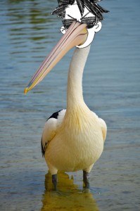 Create meme: Pelican