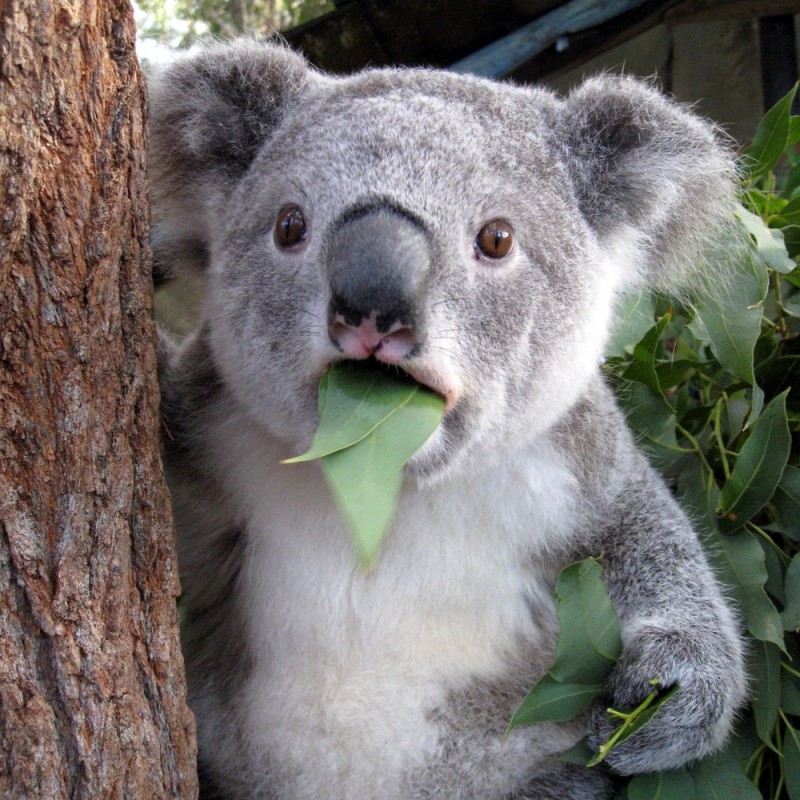 Create meme: koalas, koala and eucalyptus, surprised Koala 