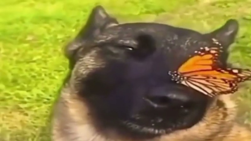 Create meme: funny animals , butterfly dog, animals 