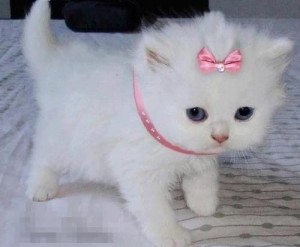 Создать мем: милые котята розовые, белая пушистая кошка, котик белый