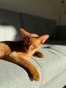 Create meme: Abyssinian cat, Abyssinian cat