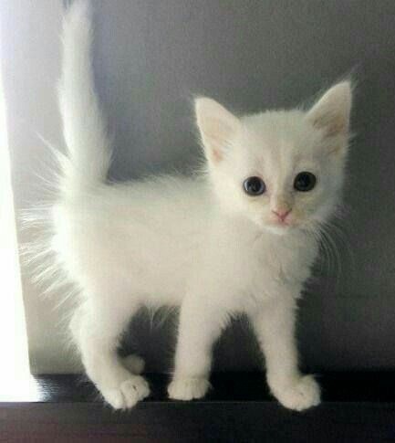 Создать мем: белый котенок пушистый, сибирские котята белые, русская белая котята