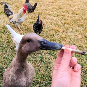 Create meme: duck fuck ads, hybrids of birds, fuck duck in