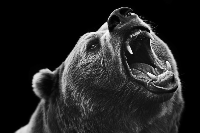 Создать мем: оскал медведя карандашом, медведь гризли злой, медведь оскал реализм